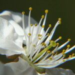 Prunus spinosa Blodyn