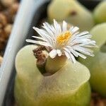 Conophytum maughanii Flower