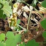 Pelargonium tomentosum Hoja