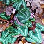 Cyclamen purpurascens Leaf