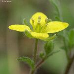 Tropidocarpum gracile Flower