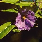 Solanum aviculare Květ