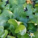 Nymphoides cristata Hoja