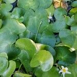 Nymphoides cristata Leaf