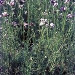 Gilia achilleifolia Hábito