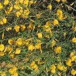 Cytisus striatus Цветок