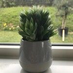 Haworthia cymbiformisLeaf