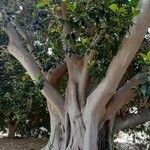 Ficus macrophylla Desf. ex Pers.Leht