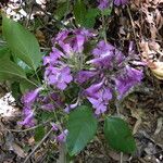 Fridericia chica Flor