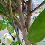 Ficus benghalensis Φλοιός