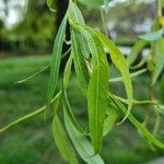 Salix triandra Levél