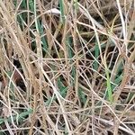 Paspalum vaginatum Bark