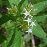 Virectaria multiflora Flower