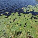 Nuphar pumila आदत