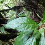 Vernonia fimbrillifera Liść