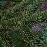 Araucaria araucana Leaf