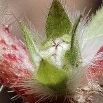 Forsskaolea tenacissima Flor