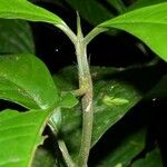 Palicourea stenostachya Lubje