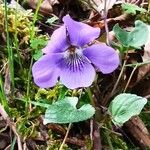 Viola riviniana花