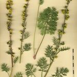 Artemisia atrata Övriga