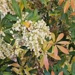 Pieris formosa Likasa