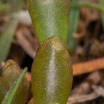 Salicornia perennis Leaf