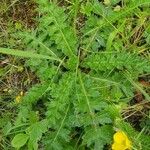 Cirsium acauleLeaf