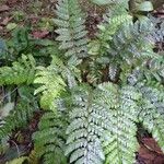 Polystichum polyblepharum Hábito