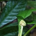Eumachia guianensis Цвят