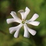 Silene waldsteinii Flor