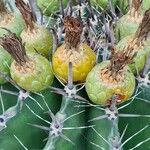 Ferocactus herrerae Frutto