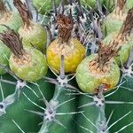 Ferocactus herrerae Fruitua