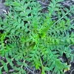 Lepidium bonariense Leaf