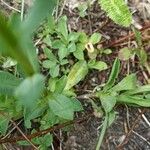 Linum flavum Blad