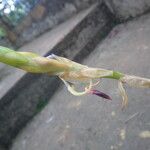 Bulbophyllum schinzianum Flower
