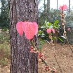 Alchornea davidii Flor