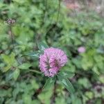 Trifolium medium Květ