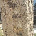 Combretum kraussii Bark