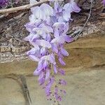 Wisteria sinensis Blodyn