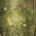 Quararibea bracteolosa Hábito