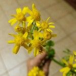 Packera glabella Blomst