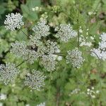 Chaerophyllum temulumപുഷ്പം