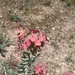 Euphorbia rigidaFlower