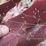 Panicum simile Flower