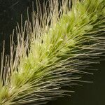 Setaria viridis 花