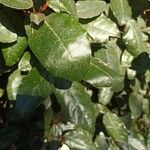 Elaeagnus × submacrophylla Folio