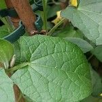 Thunbergia alata পাতা