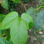 Passiflora adenopoda Leaf