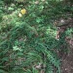 Cirsium erisithales Habit