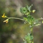 Medicago rigidula Цвят